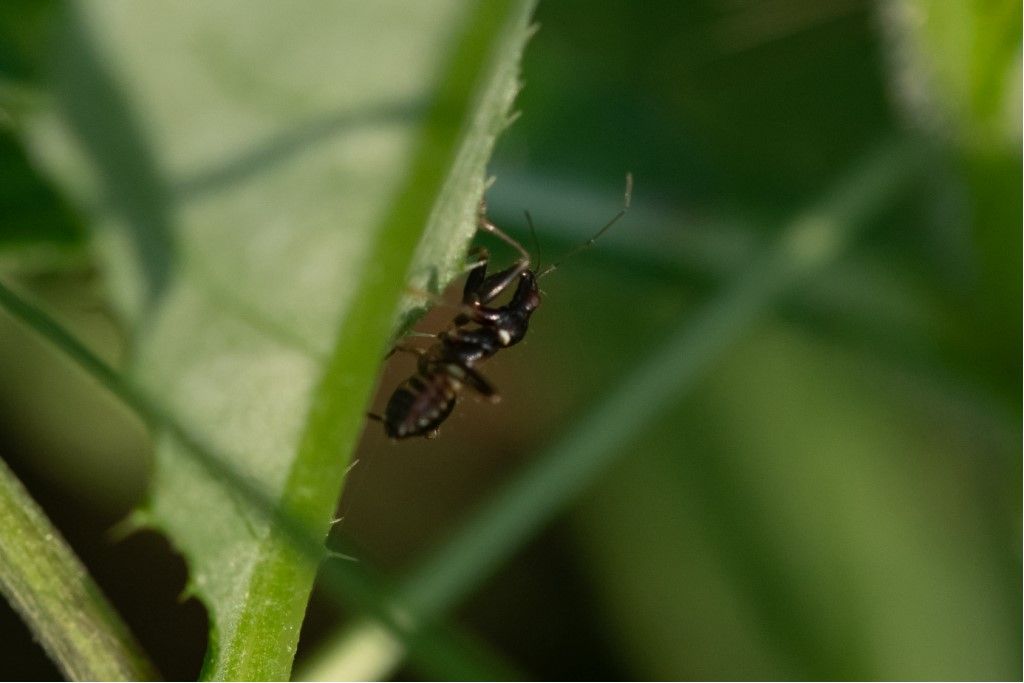 Nabidae: Ninfa di Himacerus (Aptus) mirmicoides