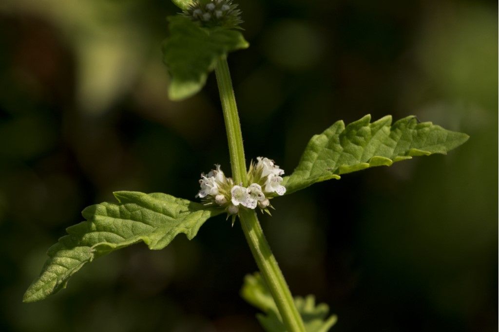 Lycopus europaeus (Lamiaceae)