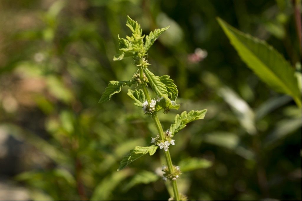 Lycopus europaeus (Lamiaceae)