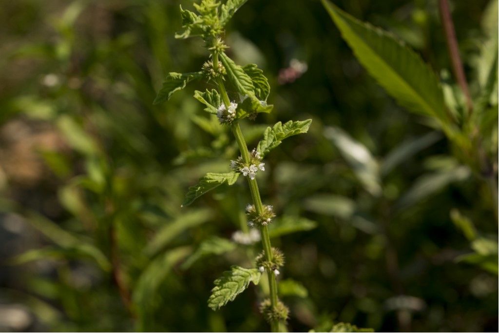 Lycopus europaeus (Lamiaceae)