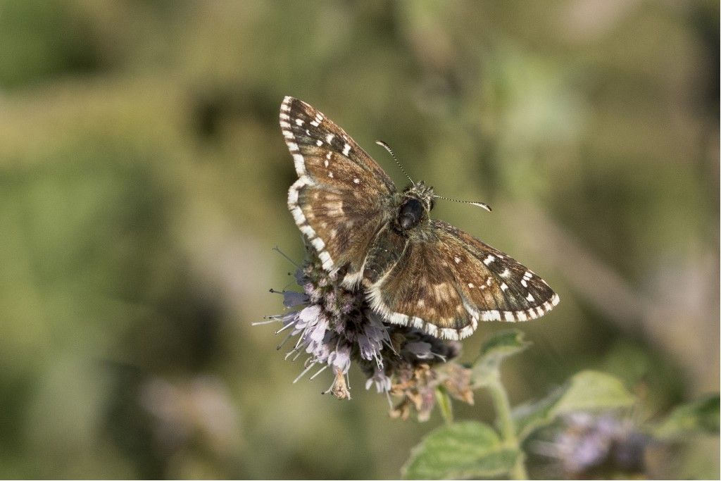 Farfallina Hesperidae da identificare