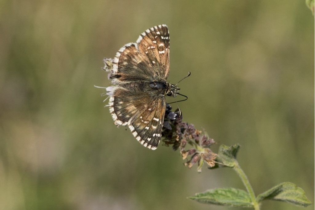 Farfallina Hesperidae da identificare