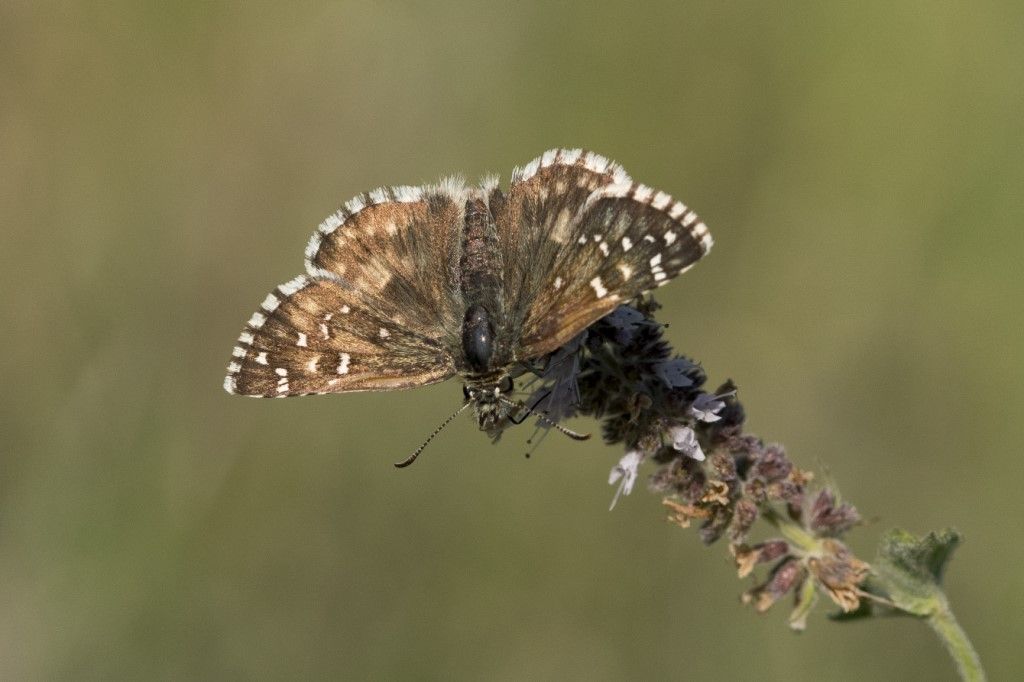 Farfallina Hesperidae da identificare