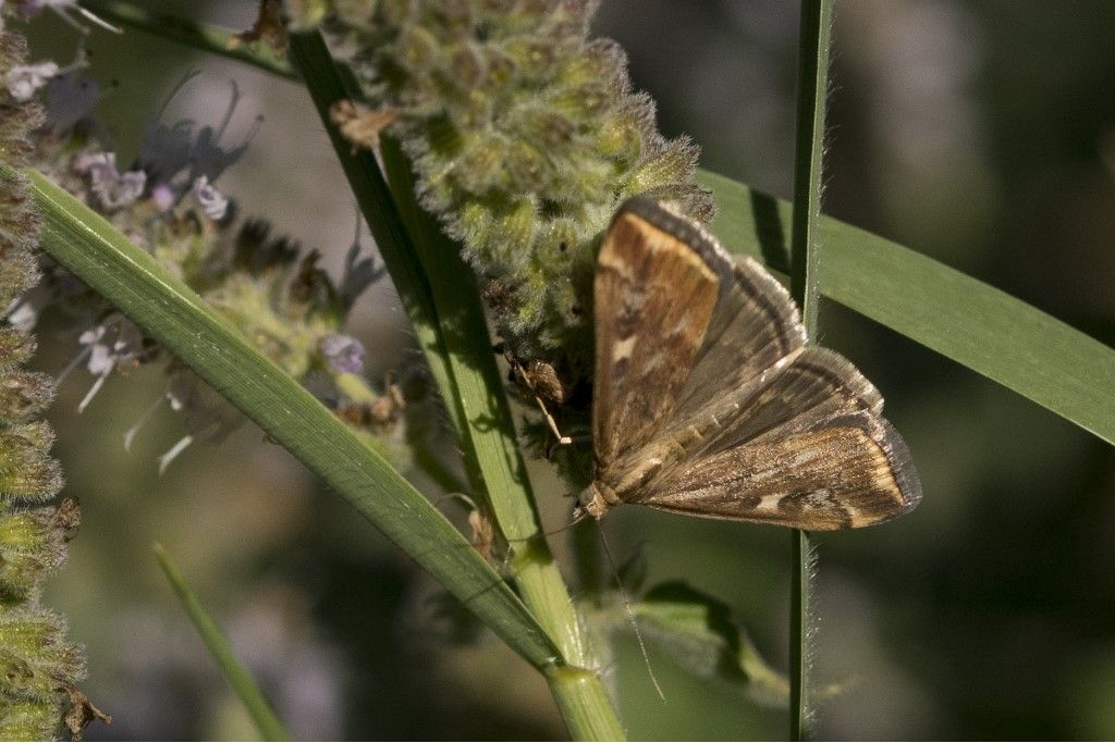 Loxostege sticticalis  - Crambidae