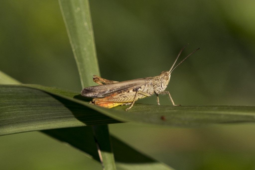 Aiuto per identificazione