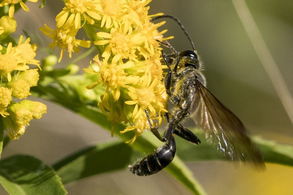 Sphecidae: maschio di Isodontia mexicana