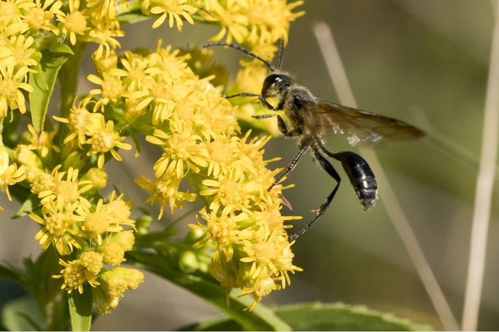 Sphecidae: maschio di Isodontia mexicana
