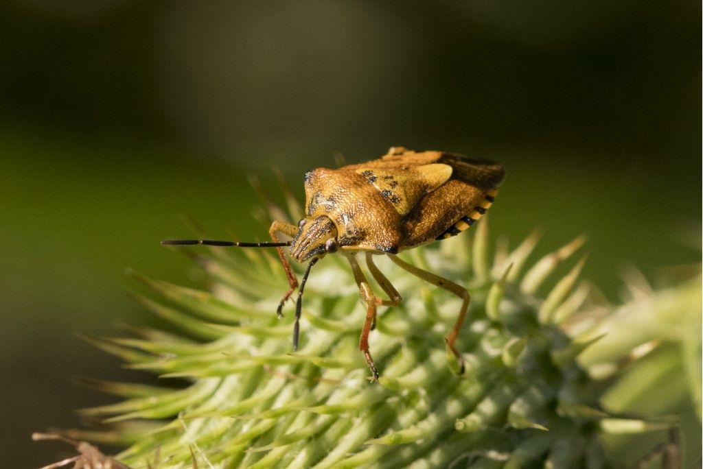 Carpocoris pudicus ?  No, Carpocoris purpureipennis