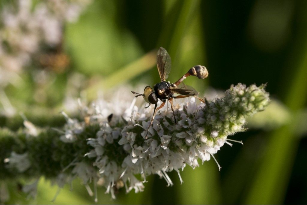 Conopidae: Physocephala sp.