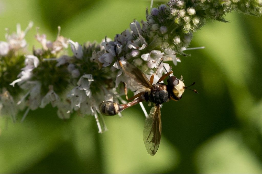 Conopidae: Physocephala sp.