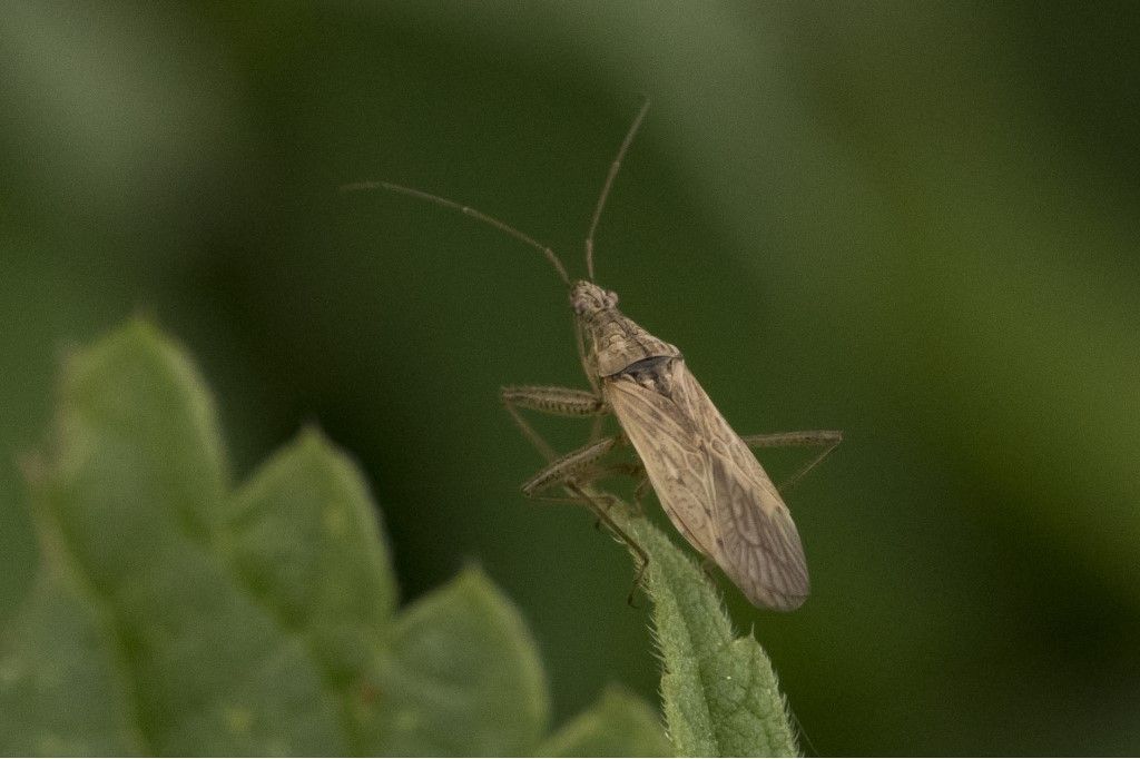 Nabidae da identificare