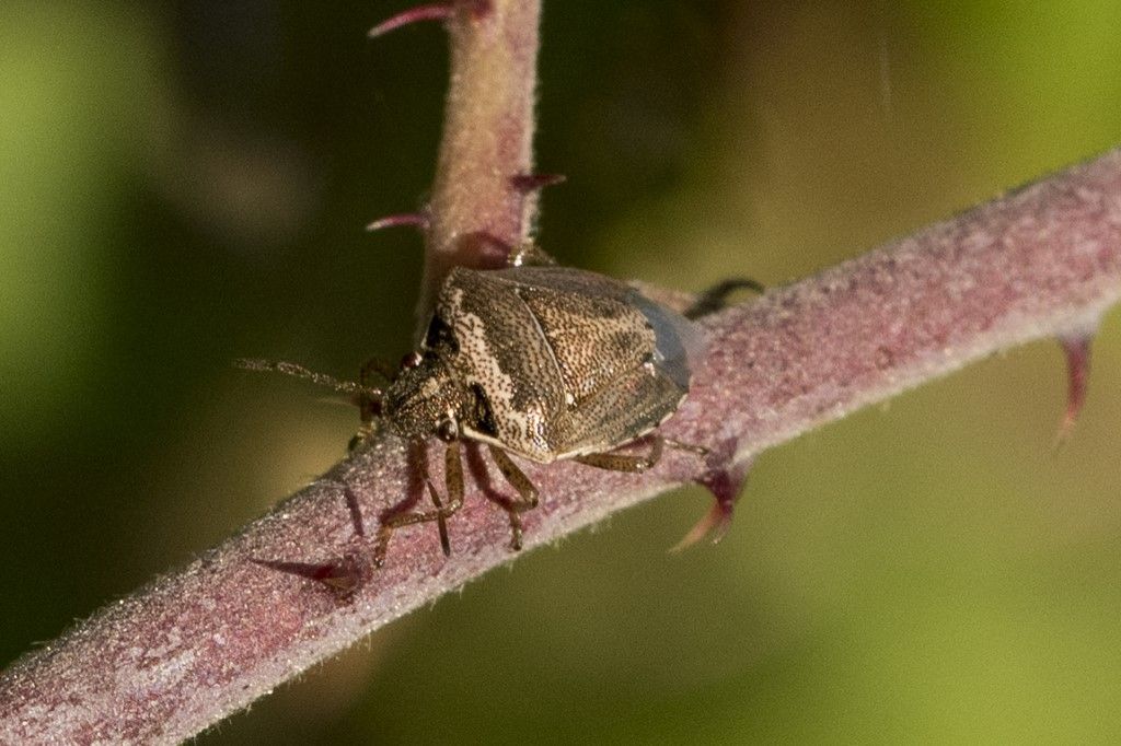 Eysarcoris ventralis ?