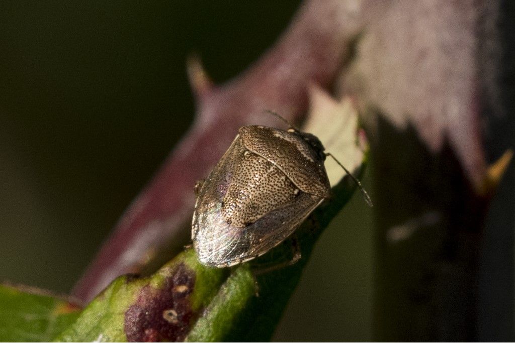 Eysarcoris ventralis ?