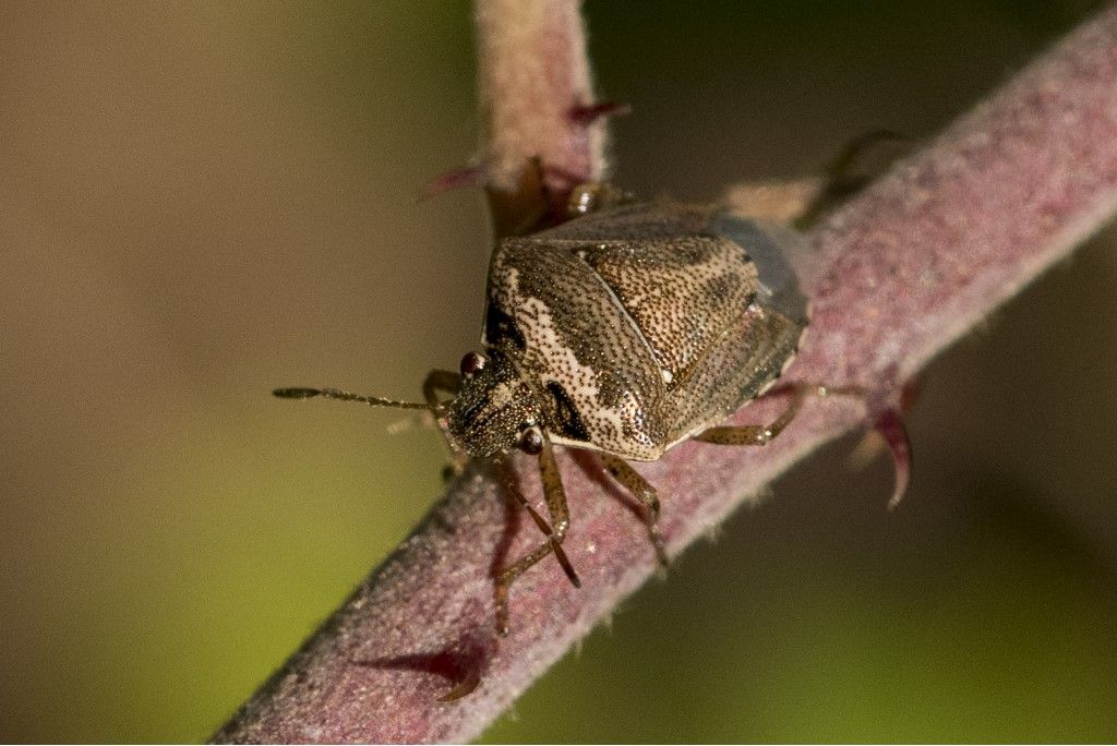 Eysarcoris ventralis ?