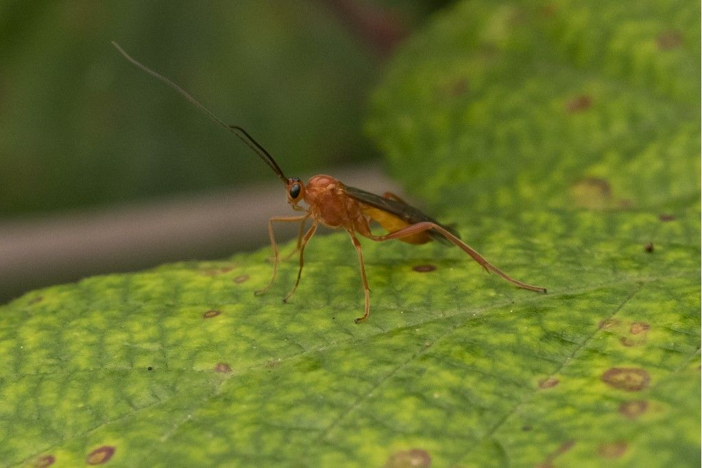 Aiuto per identificazione