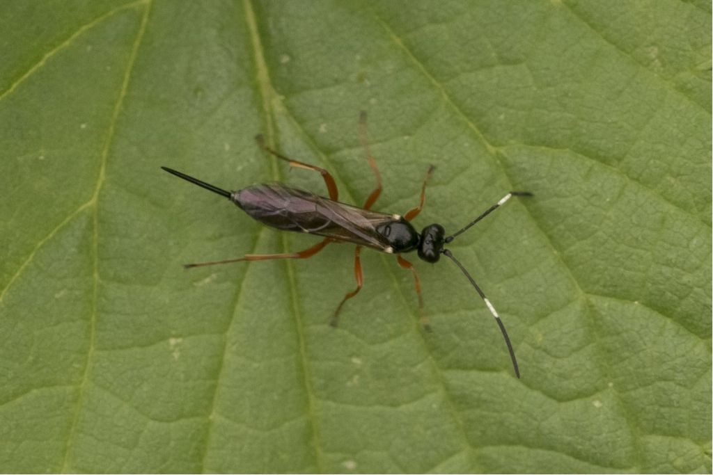 Ichneumonidae da identificare