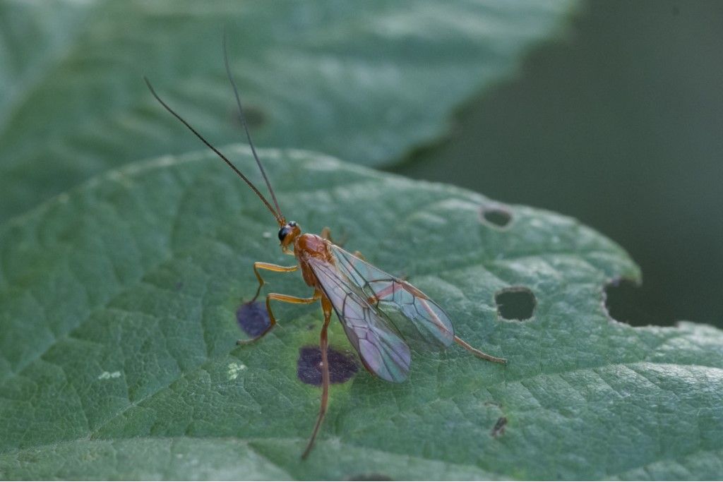 Braconidae da identificare
