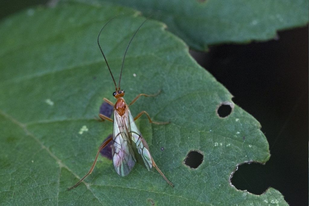 Braconidae da identificare