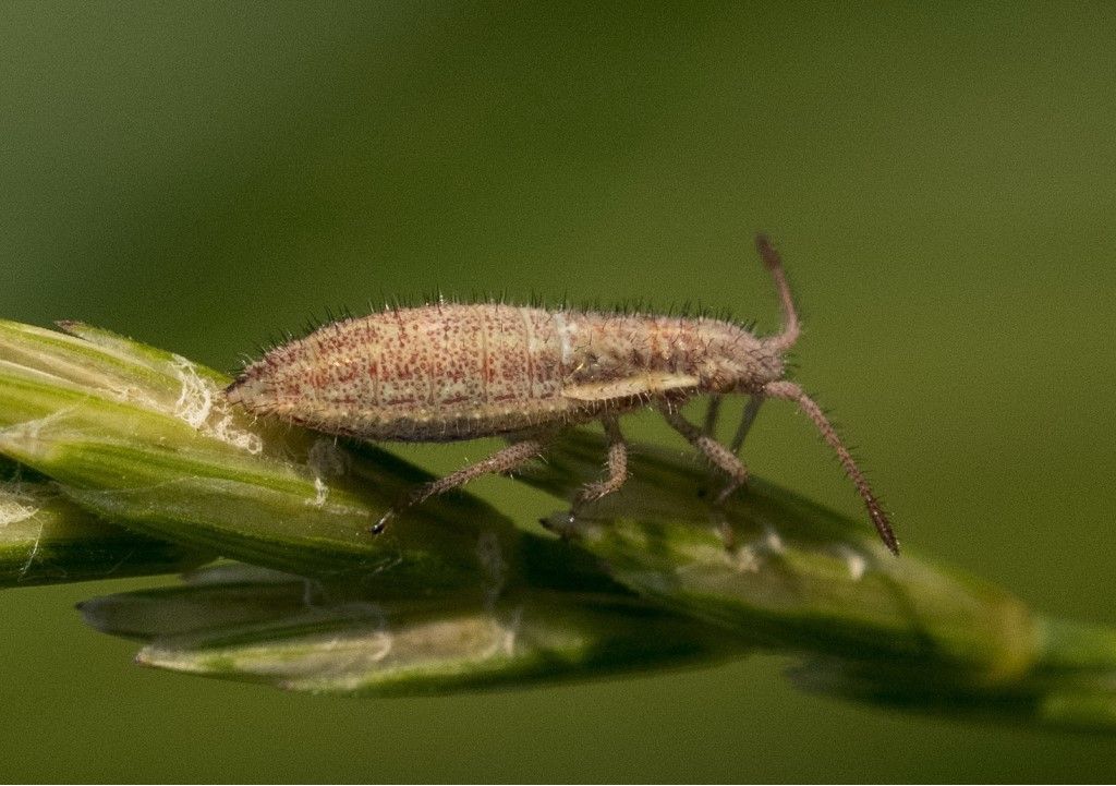 Aiuto per identificazione