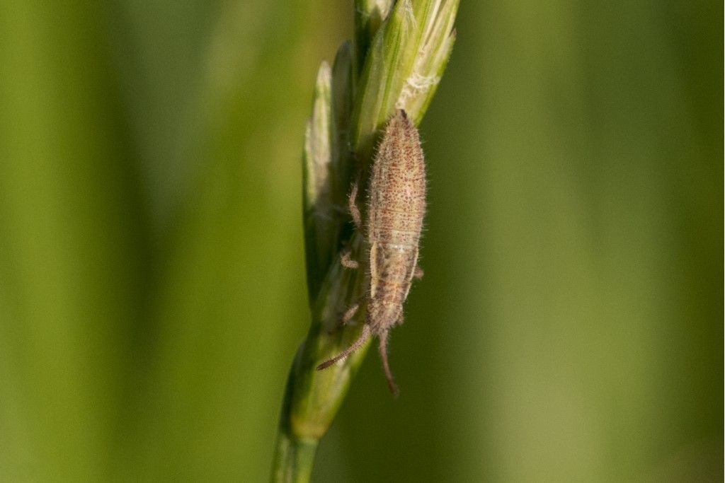 Aiuto per identificazione