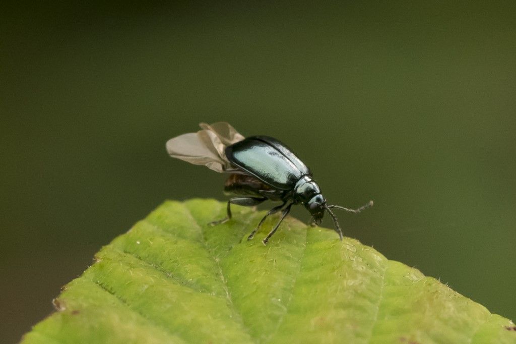 Chrysomelidae: Altica sp.
