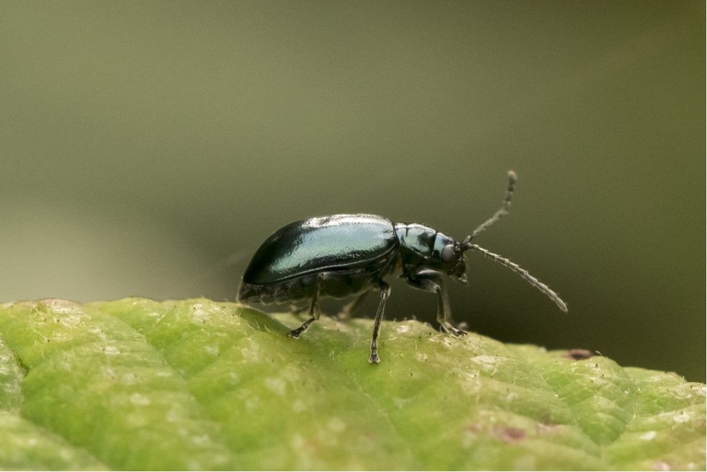 Chrysomelidae: Altica sp.