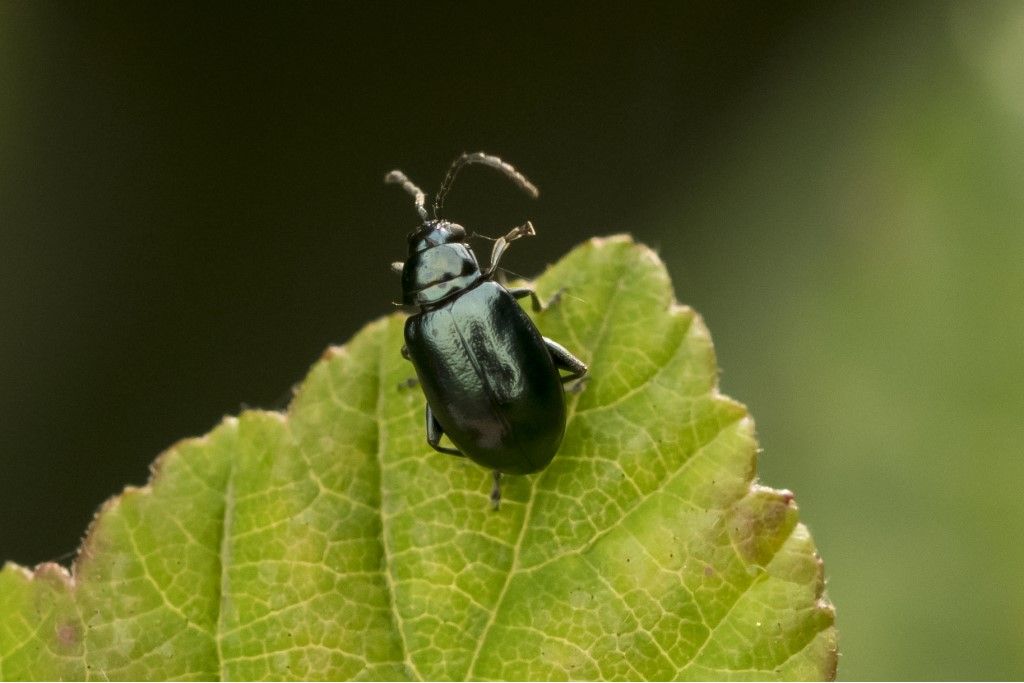 Chrysomelidae: Altica sp.