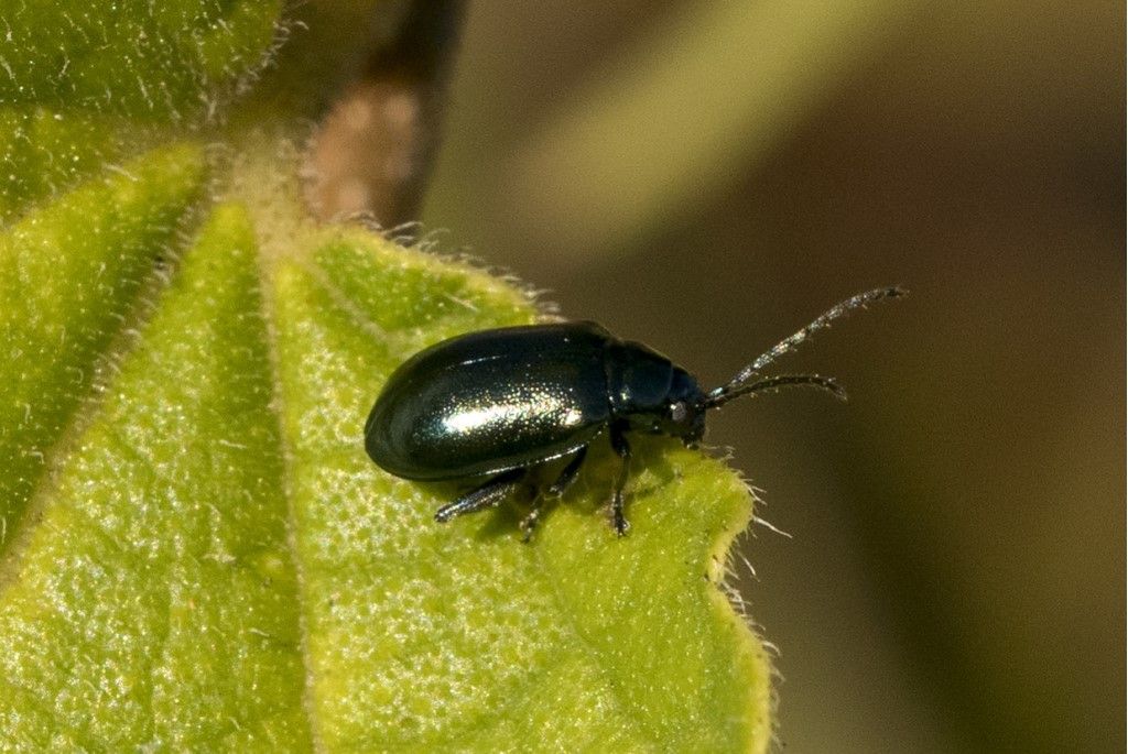 Chrysomelidae: Altica sp.