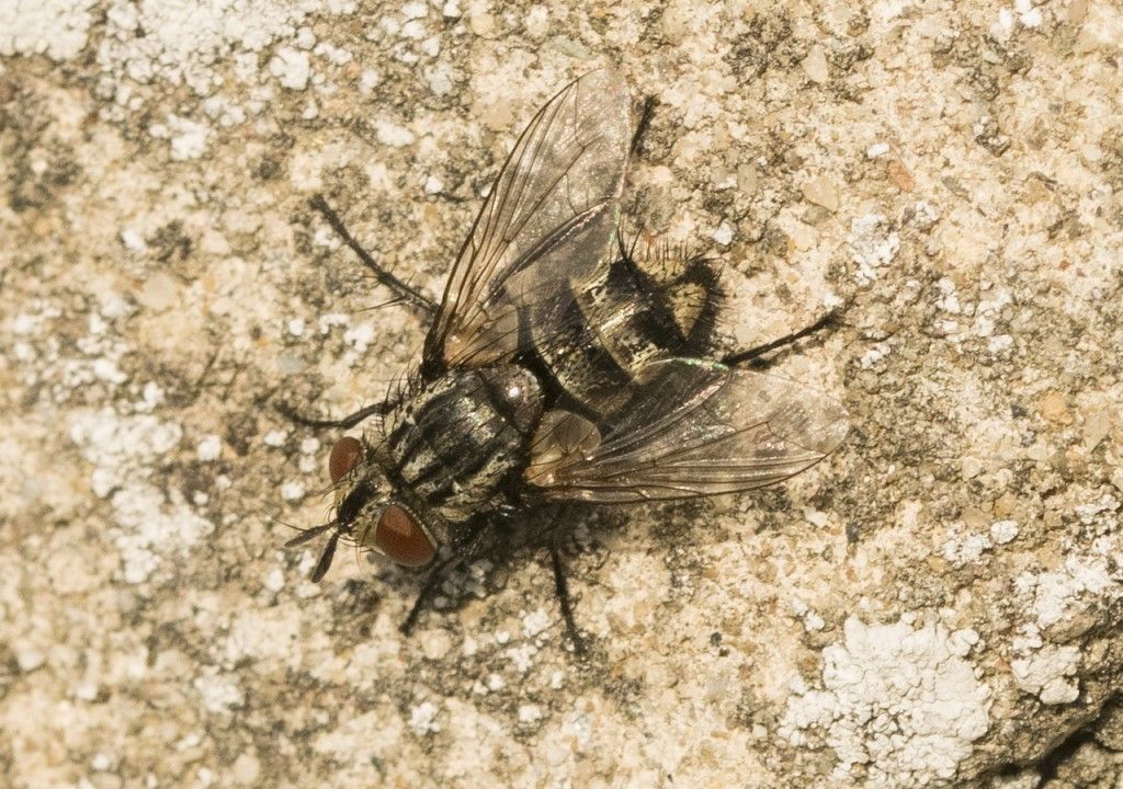 Aiuto per identificazione