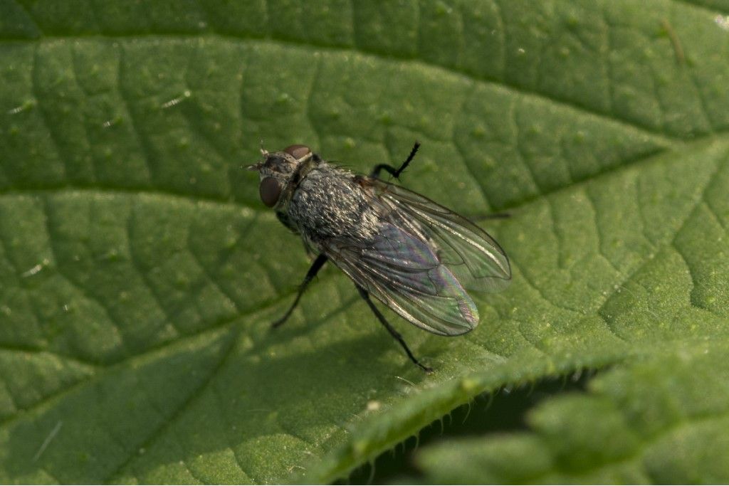 Pollenia rudis ?