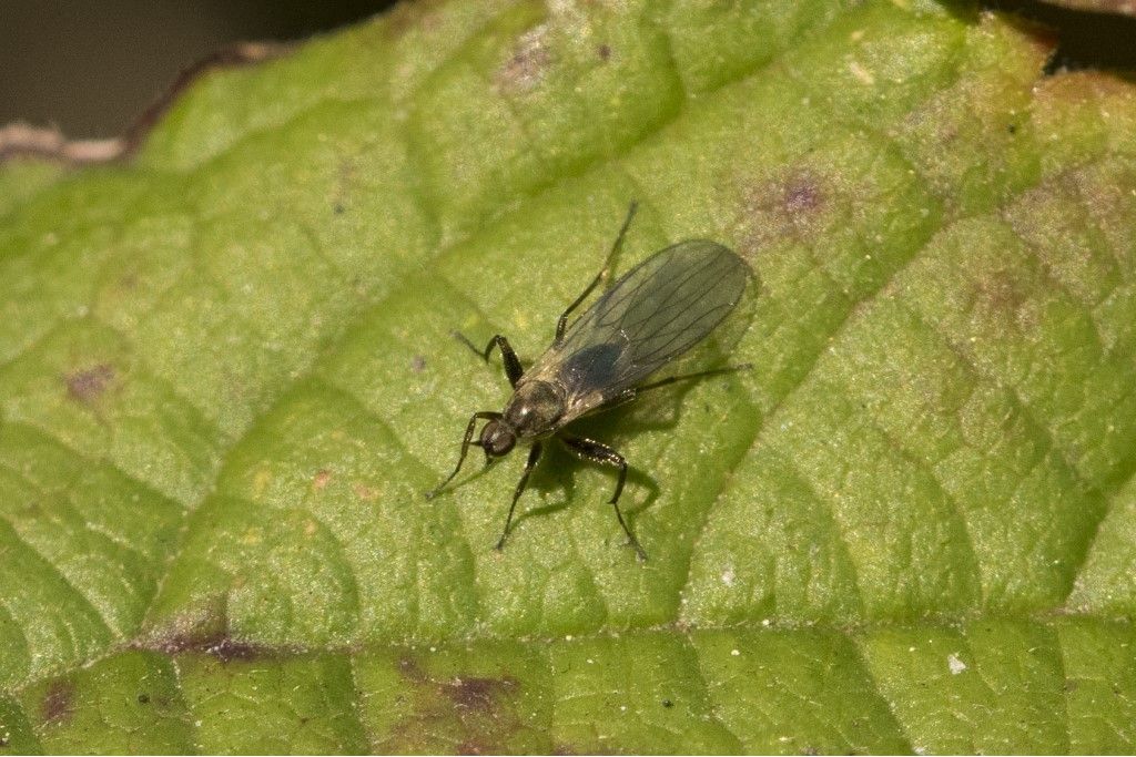 Hymenoptera da determinare