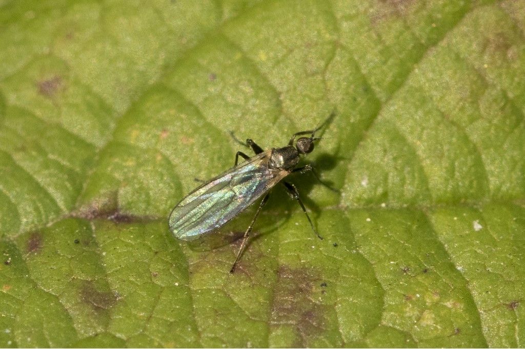 Hymenoptera da determinare