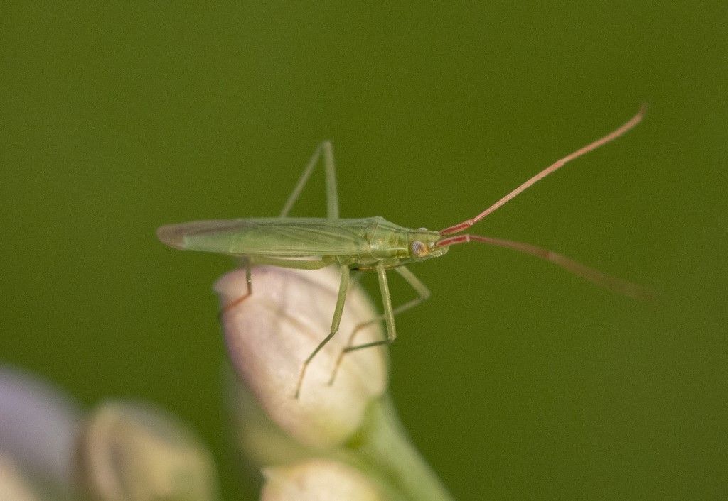 Trigonotylus ruficornis ?