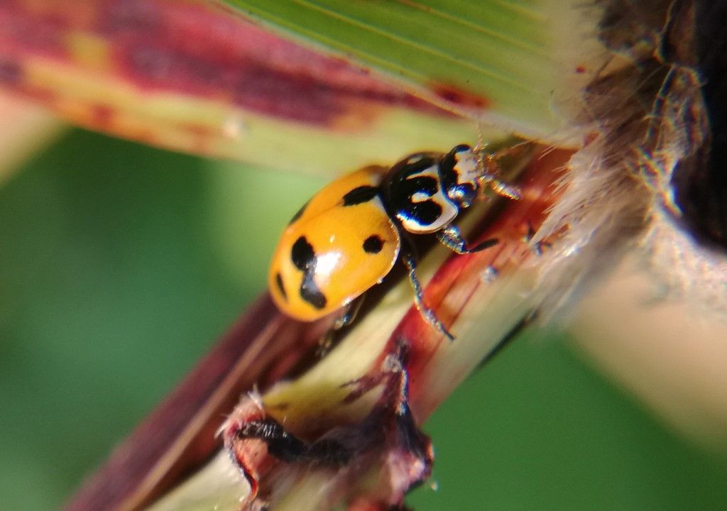 Coccinellidae da determinare: Hippodamia variegata