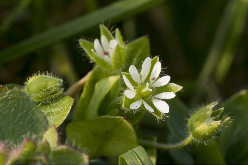 Stellaria media ?