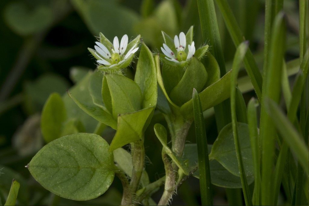 Stellaria media ?