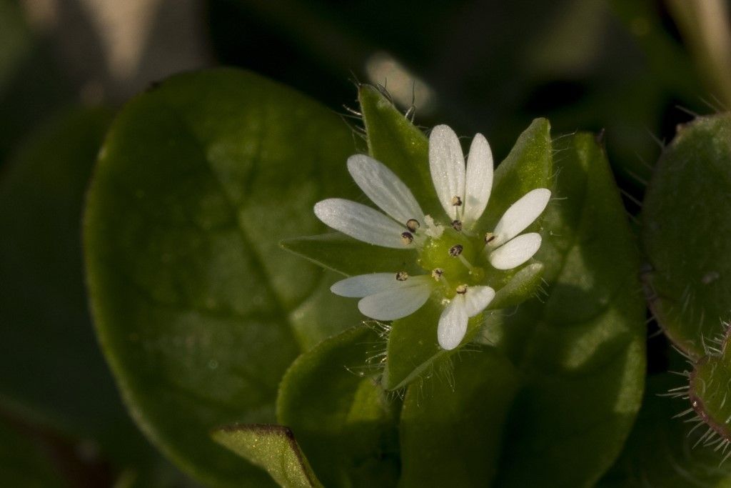 Stellaria media ?