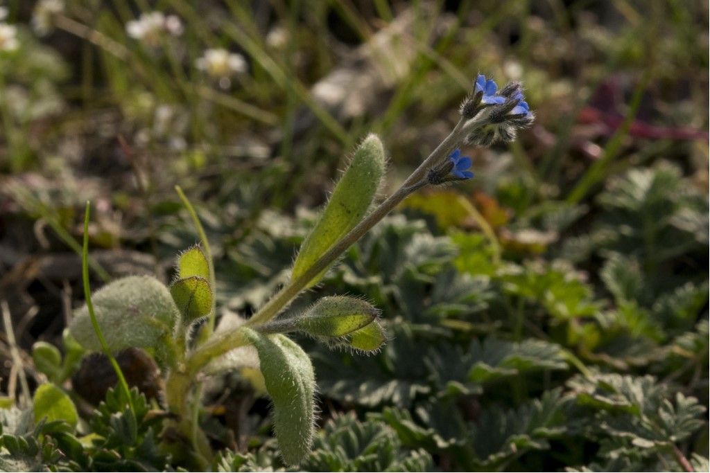 Aiuto per la determinazione : Myosotis arvensis ?