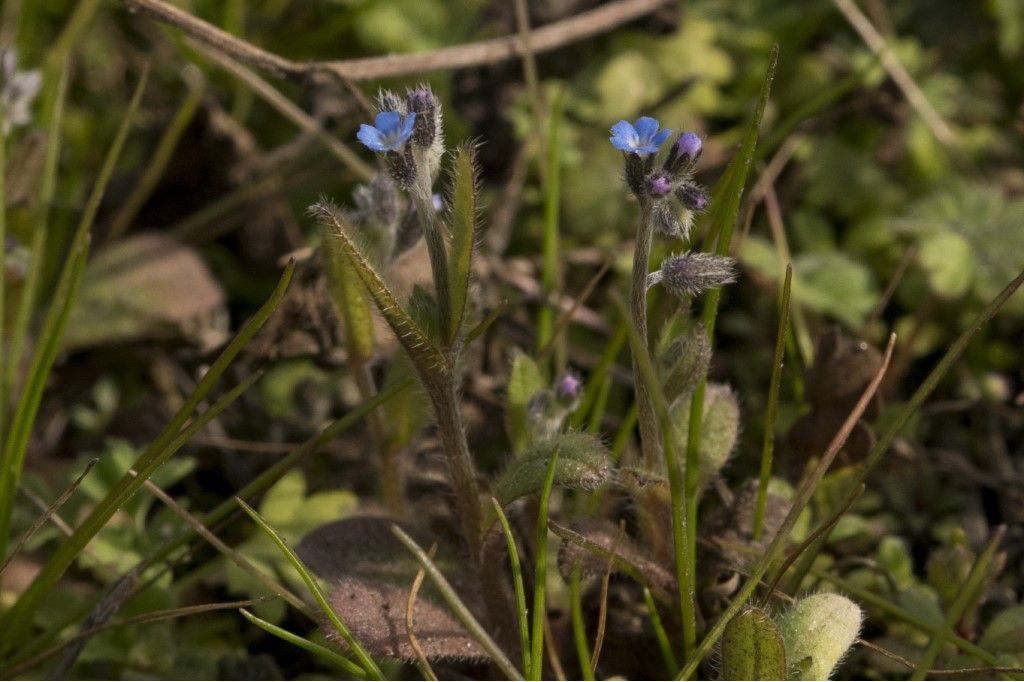 Aiuto per la determinazione : Myosotis arvensis ?