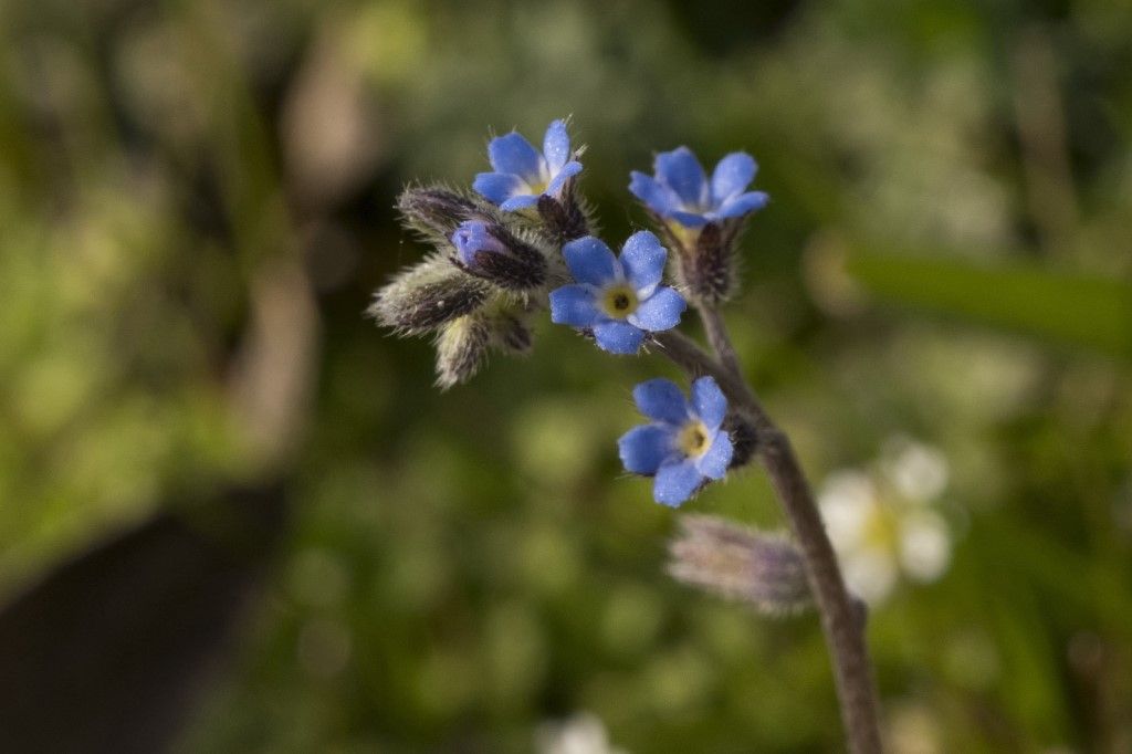 Aiuto per la determinazione : Myosotis arvensis ?