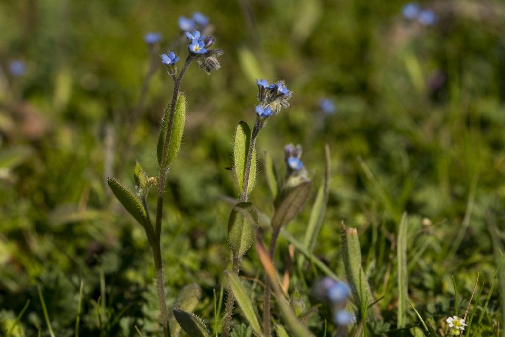 Aiuto per la determinazione : Myosotis arvensis ?