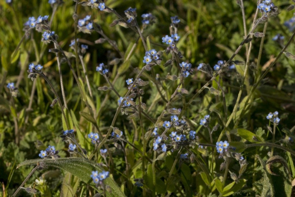 Aiuto per la determinazione : Myosotis arvensis ?