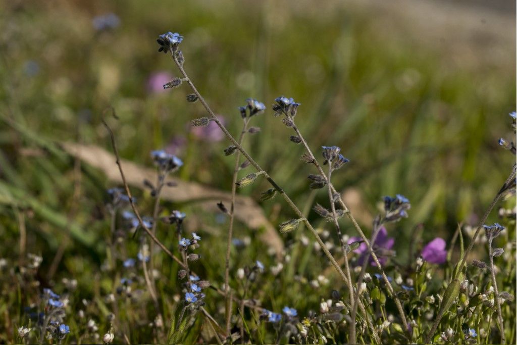 Aiuto per la determinazione : Myosotis arvensis ?