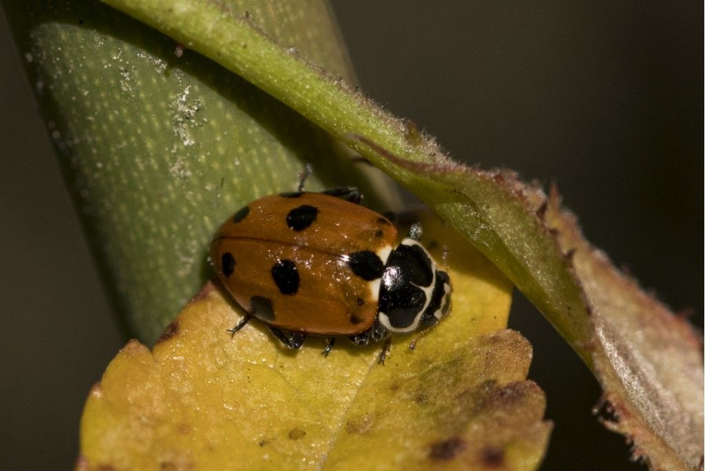 Hippodamia variegata? s