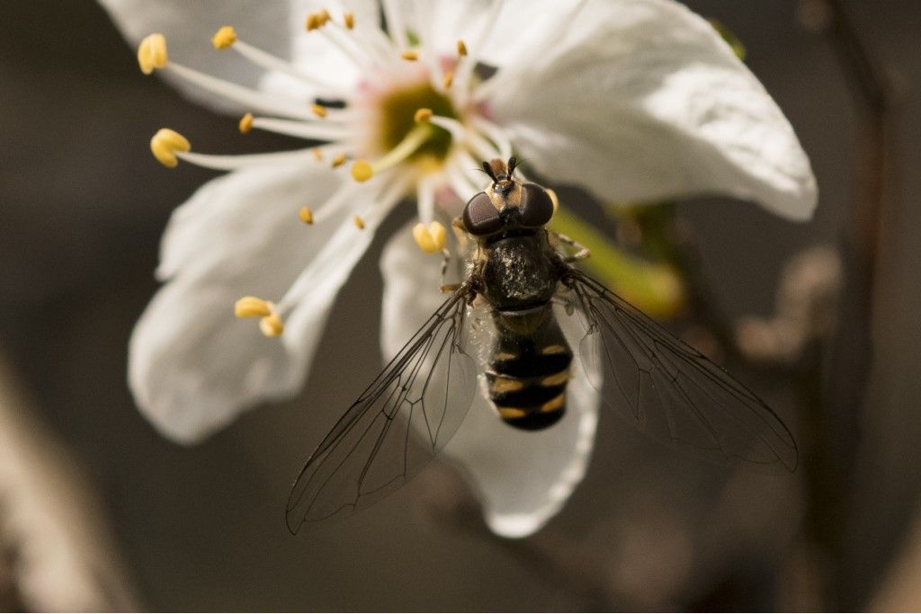 Syrphidae  da identificare