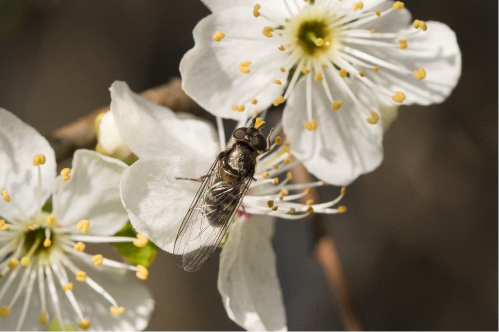 Syrphidae  da identificare