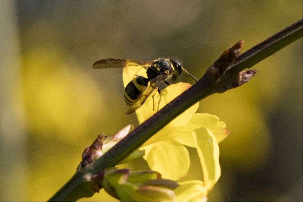 Vespidae Eumeninae: femmina di Ancistrocerus longispinosus