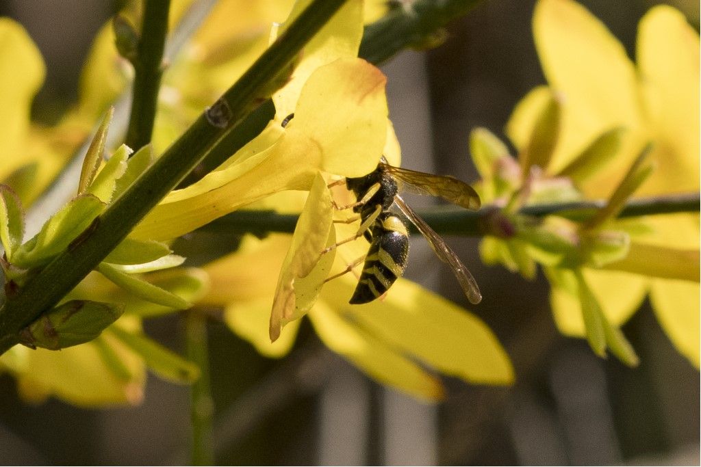 Vespidae Eumeninae: femmina di Ancistrocerus longispinosus