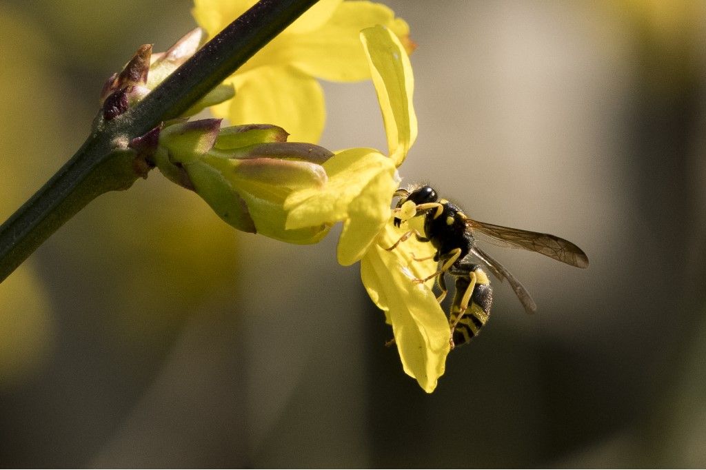 Vespidae Eumeninae: femmina di Ancistrocerus longispinosus