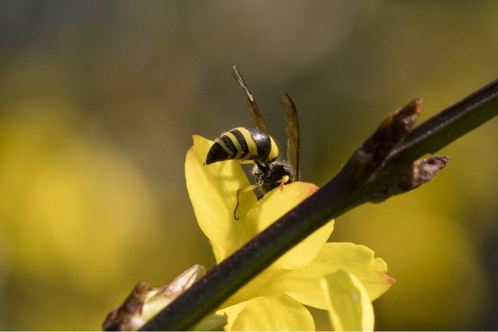 Vespidae Eumeninae: femmina di Ancistrocerus longispinosus